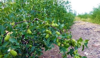 枣树的种植技术和栽培管理要点