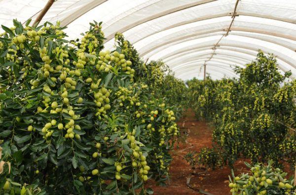 大枣种植枣树病虫害防治措施