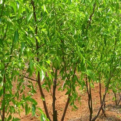 南方枣树种植技术是怎样的