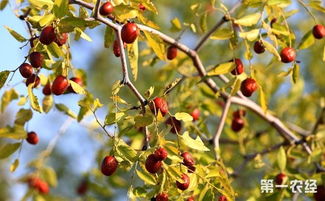 枣树种植怎么施肥 枣树的需肥特点与施肥技术