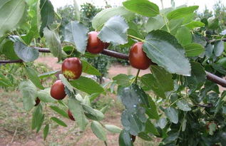 枣树种植技术
