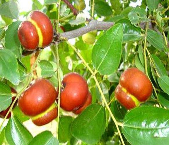枣树种植-枣树苗几月份种植最好